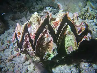 Huître alvéolée (Hyotissa hyotis)