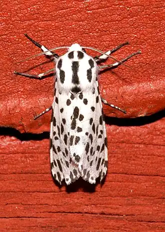 Description de l'image Hypercompe permaculata 51205168.jpg.
