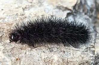 Chenille.
