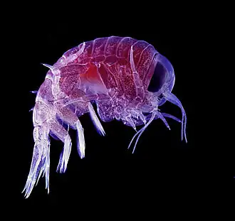 Hyperia macrocephala (Hyperiidea)