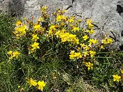 Touffe de fleurs jaunes.