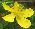 Fleur