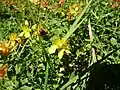 Millepertuis à quatre angles (Hypericum tetrapterum).