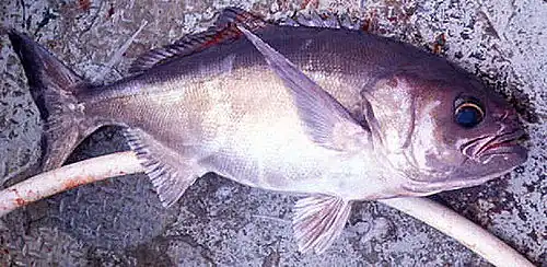 Hyperoglyphe antarctica