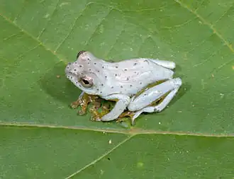 Description de l'image Hyperolius ocellatus.jpg.