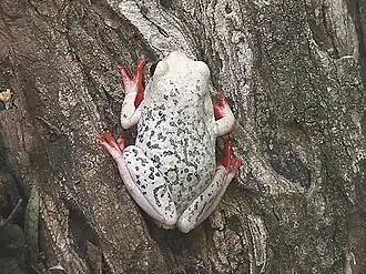 Description de l'image Hyperolius viridiflavus pantherinus cropped.jpg.