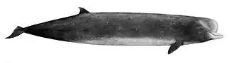 Description de l'image Hyperoodon.jpg.