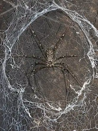 Description de l'image Hypochilus pococki Kaldari 03.jpg.