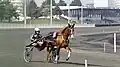 Course de trot attelé.