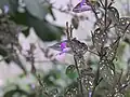 Fleur.