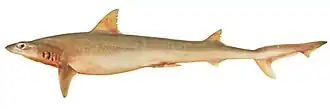 Description de l'image Hypogaleus hyugaensis.jpg.