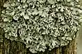 Parmeliaceae :Hypogymnia.physodes