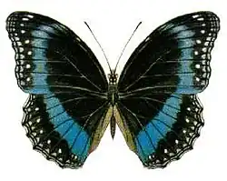 Hypolimnas alimena