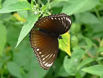 Hypolimnas anomala