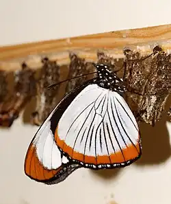 Hypolimnas usambara