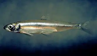 Description de l'image Hypomesus transpacificus.jpg.