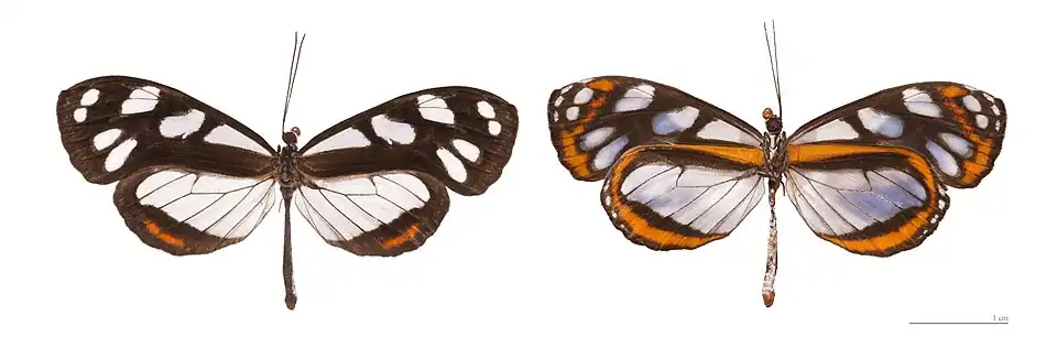 Hyposcada illinissa