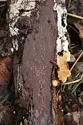 Hypoxylon petriniae