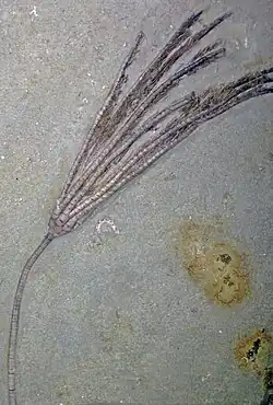 Hypselocrinus hoveyi