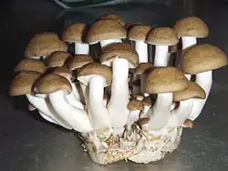 Description de l'image Hypsizygus_tessellatus04.jpg.