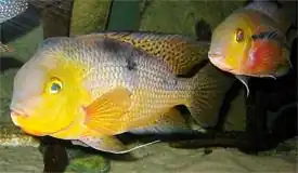 Description de l'image Hypsophrys nicaraguensis.jpg.