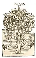 Livre I, chapitre 221. Hauser vel hausor