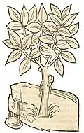 Livre I, chapitre 298. ..... Mirra
