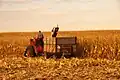 Corn-Picker International Harvester en action en Iowa en 2011 (matériel des années 1950-1960).