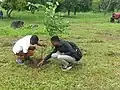 Arbres plantés dans le campus