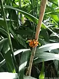 C. fragrans fleurs