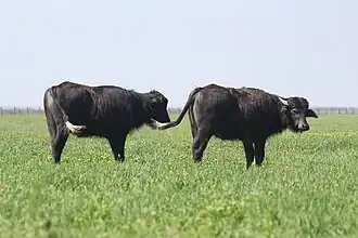 Bubalus Bubalis.