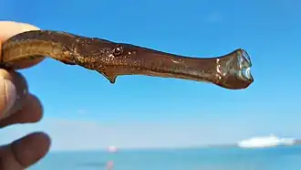 Poisson aiguille