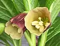 Fleurs agrandies, présentant un intérieur crème avec une réticulation verte et des anthères non mûres.