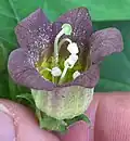 Atropa belladonna L. Fleur simple inclinée pour montrer à la fois l'extérieur et l'intérieur.
