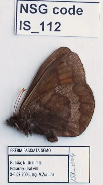 Description de l'image IS-112 Erebia fasciata semo (5750103712).jpg.