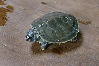 Description de l'image Iaçá, Pitiú (Podocnemis sextuberculata) - Filhote.jpg.