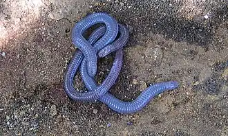 Description de l'image Iberian worm lizard.jpg.