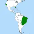 Ibicella.
