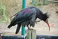 Ibis chauve