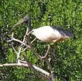 Ibis malgache