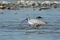 Bec-d'ibis tibétain.