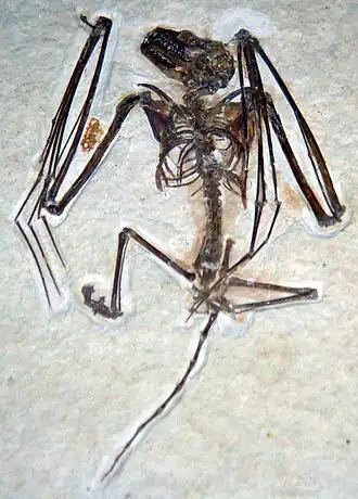 Description de l'image Icaronycteris index.jpg.