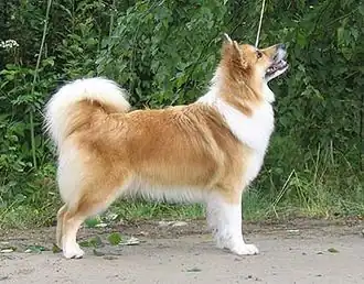 Un chien de berger islandais.