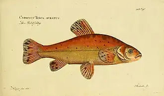 Type ornemental : écaillure cuivrée et parsemée de mouchetures noires sur le dos et les flancs.