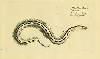 Ophichthus ophis