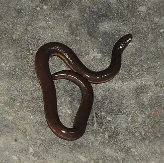 Description de l'image Ichthyophis hypocyaneus 59842626.jpg.