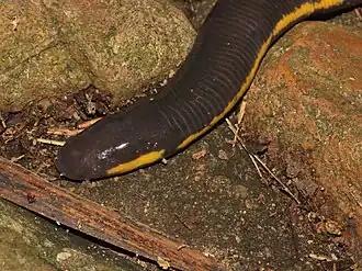 Description de l'image Ichthyophis kohtaoensis 129267228.jpg.