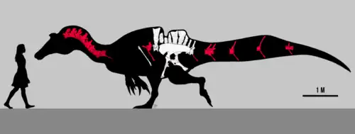 Dessin du cou fossile, des côtes, de la colonne vertébrale, du bassin et des os de la queue superposés à la silhouette d'un dinosaure, avec une silhouette humaine à gauche.