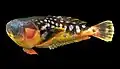 Ichthyscopus lebeck