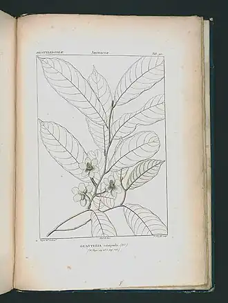 Description de l'image Icones selectae plantarum quas in systemate universali (Tab. 090).jpg.